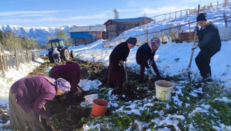 Artvin’de kar altında hasat