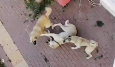 Bilecik’te sahipsiz köpek korkusundan sokağa çıkılamıyor