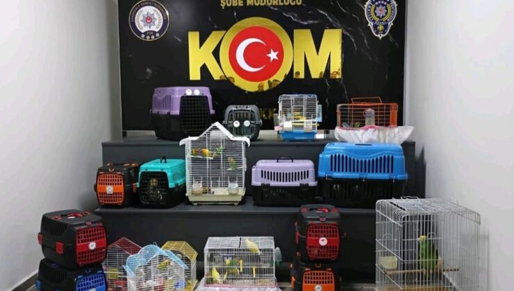 Çanakkale’de kaçakçılık operasyonu: 63 papağana el konuldu