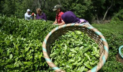 ÇAYKUR, bu yıl 150 bin ton kuru çay üretimi gerçekleştirdi