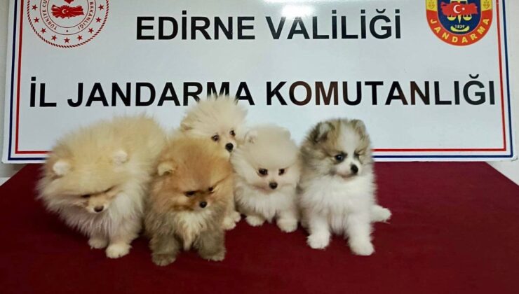 Edirne’de şüpheli araçtan cins köpekler çıktı