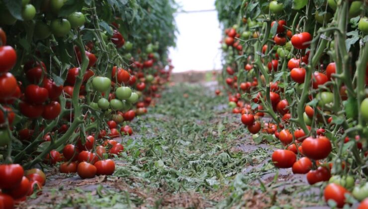 Erzincan’da jeotermal serada domates hasadı