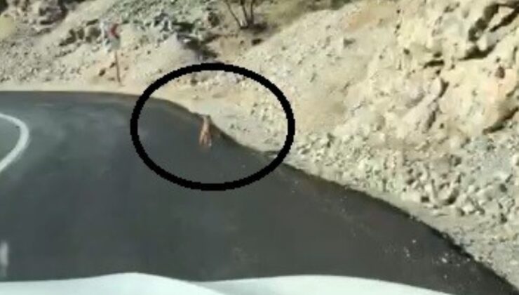 Erzincan’da kurt karayoluna indi