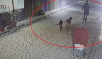 Hatay’da kedileri sokak köpeklerine parçalattı