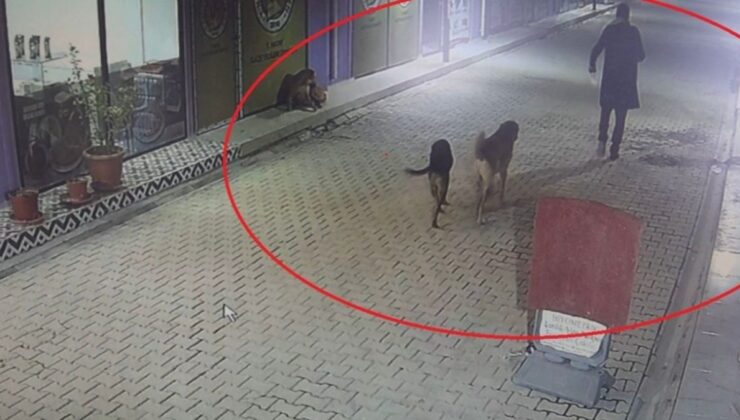 Hatay’da kedileri sokak köpeklerine parçalattı