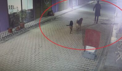 Hatay’da skandal: İş yerinin kapısını açıp kedileri köpeklere parçalattı