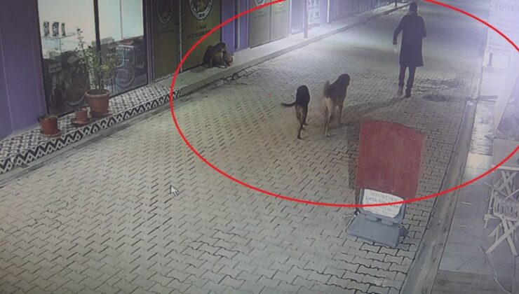 Hatay’da skandal: İş yerinin kapısını açıp kedileri köpeklere parçalattı