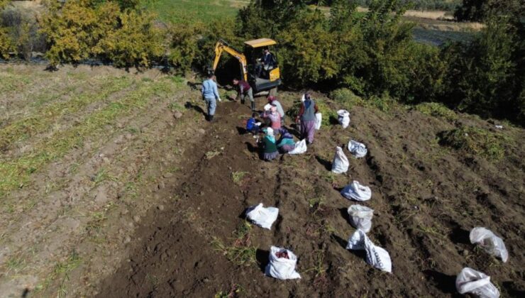 Hatay’da tatlı patateste hasat