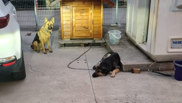 İstanbul’da lise öğrencisi köpek saldırısından son anda kurtuldu