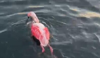 İzmir’de misinaya dolanan flamingo kurtarıldı