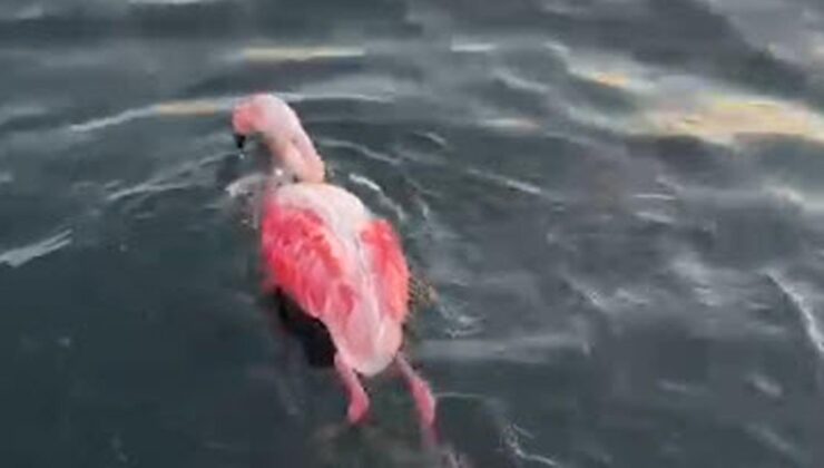 İzmir’de misinaya dolanan flamingo kurtarıldı