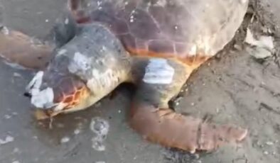 İzmir’de sahilde ölü deniz kaplumbağası bulundu