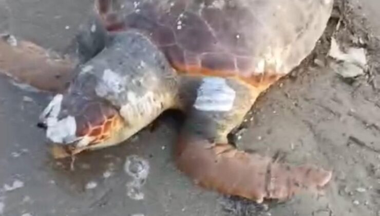 İzmir’de sahilde ölü deniz kaplumbağası bulundu