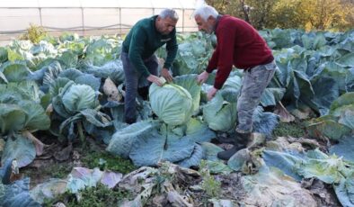 Karabük’te Eskipazar lahanasından 1.300 ton rekolte bekleniyor