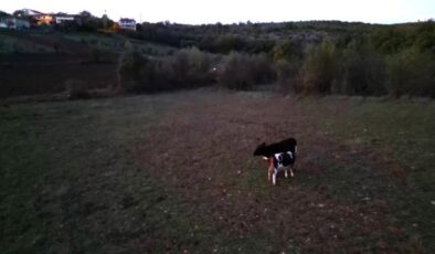 Karabük’te kayıp hayvanları drone buldu