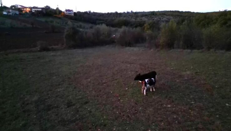 Karabük’te kayıp hayvanları drone buldu