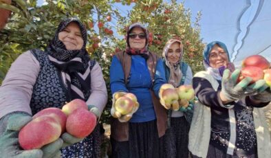 Karaman’da son elma hasadı yapılıyor