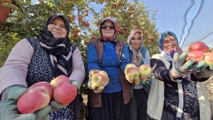 Karaman’da son elma hasadı yapılıyor