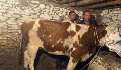 Manisa’da firari inek 42 gün sonra yakalandı