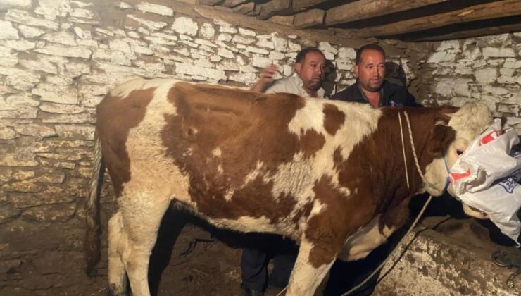 Manisa’da firari inek 42 gün sonra yakalandı