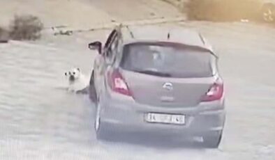 Muğla’da yatan köpeği ezen sürücü gözaltına alındı