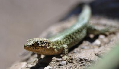 Pankreas tümörlerine yeni teşhis yöntemi: Kertenkele tükürüğü