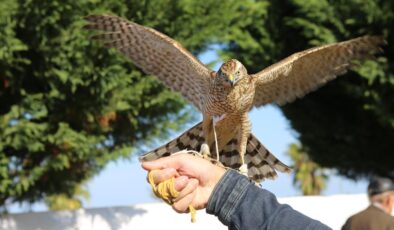 Rize’de atmaca güzellik ve beceri yarışması