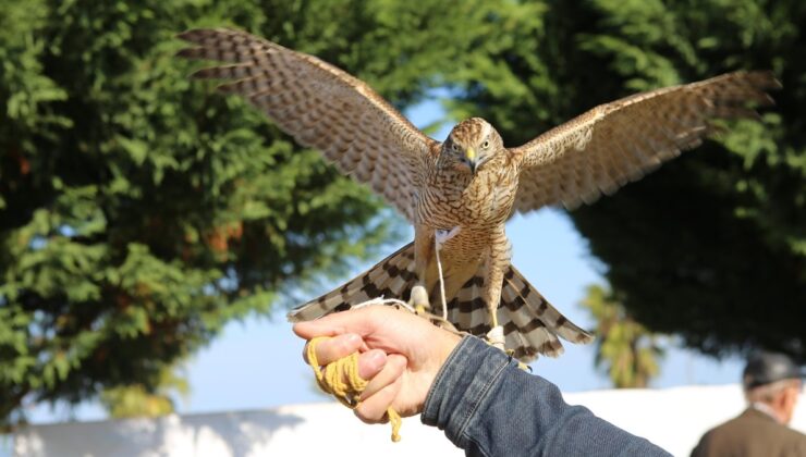 Rize’de atmaca güzellik ve beceri yarışması