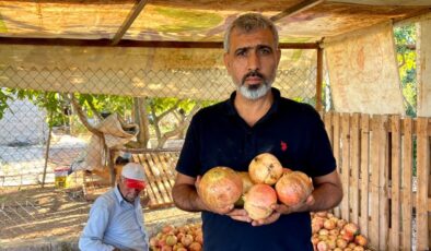 Şanlıurfa’da AB tescilli narın hasadı başladı