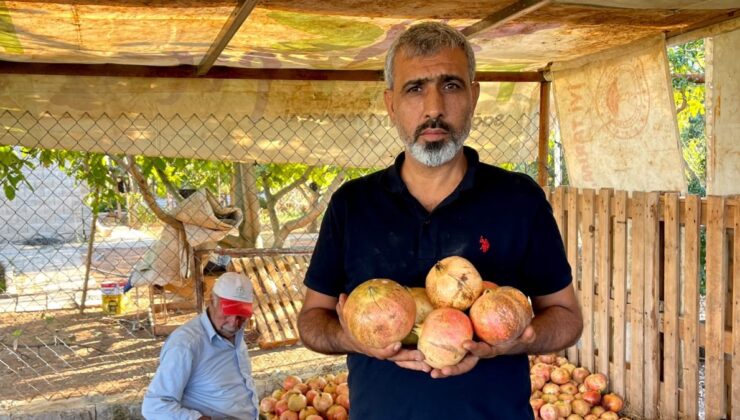 Şanlıurfa’da AB tescilli narın hasadı başladı