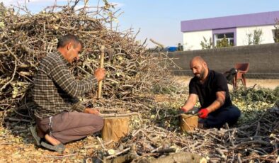 Şanlıurfa’da fıstığın budanan dalları değerlendiriliyor