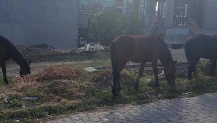 Tekirdağ sokaklarında başıboş atlar görüldü