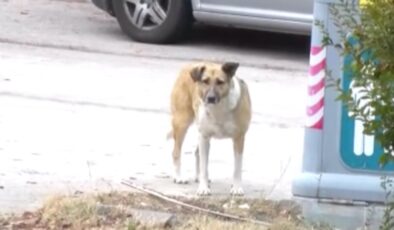 Ankara’da mahallelinin başıboş köpek sürüsü isyanı