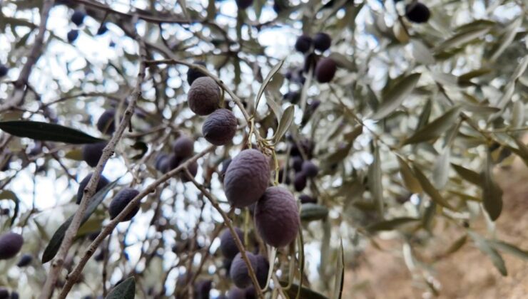 Aydın’da günlük 3 bin liraya çalışacak zeytin işçisi bulunamıyor
