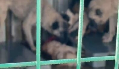 Bursa’da barınakta aç kalan köpekler ölen bir köpeği parçaladı