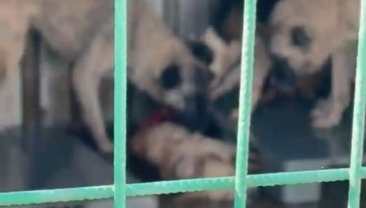 Bursa’da barınakta aç kalan köpekler ölen bir köpeği parçaladı