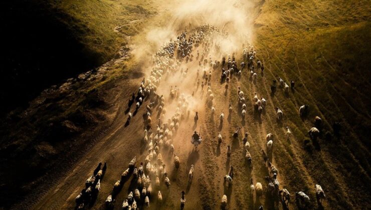 Büyük ve küçükbaş hayvancılık desteklerine başvurular bugün bitiyor