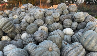 Düzce’nin meşhur bal kabağı tezgahlarda: Kilosu 10 TL