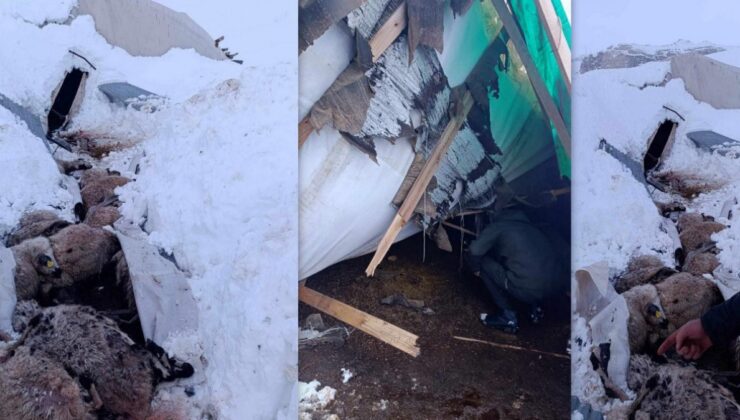 Erzincan’da hayvanların kaldığı çadır çöktü: 55 koyun telef oldu