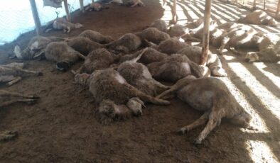 Erzincan’da kurt sürüsü 60 koyunu telef etti