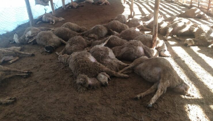 Erzincan’da kurt sürüsü 60 koyunu telef etti