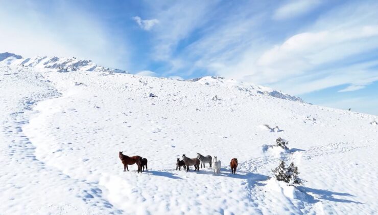 Erzincan’da yılkı atları karla kaplı ovalarda