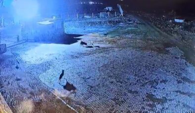 Gümüşhane’de kurt sürüsü, bekçi köpeğini parçaladı