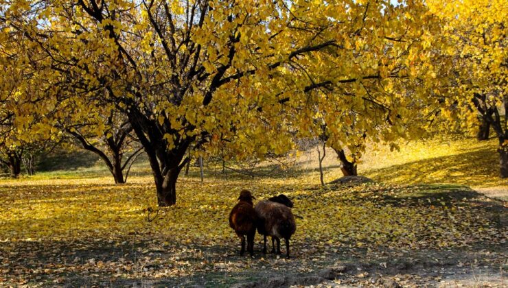 Iğdır’daki Tekelti Dağı her mevsim aynı güzel
