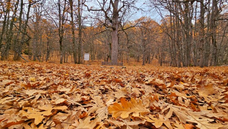 Isparta Kasnak Meşesi Tabiatı Koruma Alanı’na özel izinle giriliyor