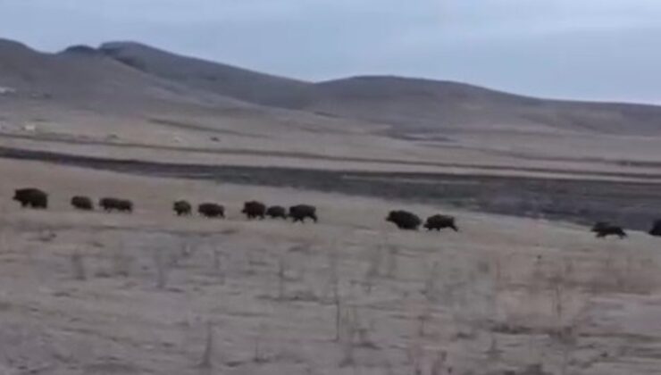 Kars’ta domuz sürüsü kayda alındı