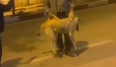 Kırıkkale’de sokak köpeğine yapılan müdahaleyi çığlıklarla engellemeye çalıştı