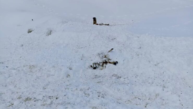 Malatya’da 100 koyun, donarak hayvan telef oldu
