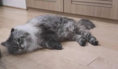 Putin’in hediyesi “barış” kedisinden acı haber