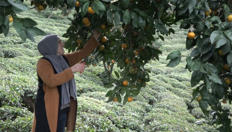 Rize’de kemençe eşliğinde mandalina topladılar